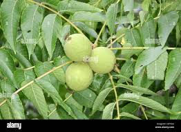 Image result for Juglandaceae