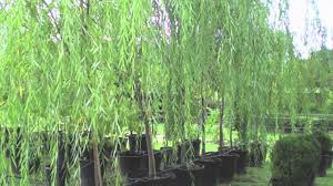 Hybrid willow (salix spp.) plants comprise a group of trees and shrubs that are hardy, grow rapidly even in poor soils and are not bothered by pests and potted hybrid willows can be planted any time of the year, if the soil is workable. Hybrid Willow Youtube