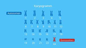 Das gleiche gilt für die beiden geschlechtschromosomen: Chromosomen Aufbau Und Darstellung Mit Video
