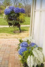 25 Hydrangea Flower Pot And Planter Arrangements Photos Home Stratosphere Planter Arrangements Flower Pots Hydrangea Potted