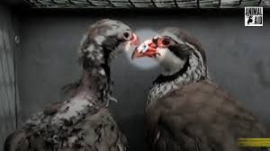 See more ideas about pheasant farm, pheasant, game birds. Heart Of England Gamebird Farm Investigation 2017 Youtube