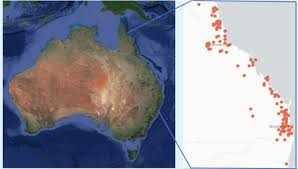 Image result for Sporobolus natalensis