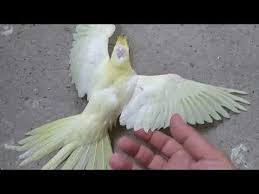 misket video cekerken felc gecirdi youtube misketler kus kusu