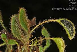 Image result for Elaphoglossum spathulatum