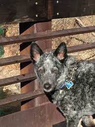 Dule Our 8yr Old Stumpy Tail Cattle Dog Enjoying A Sunday Morning Walk Cattle Dog Dogs Animals