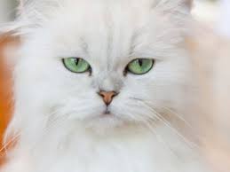 These are noticeable lumps that you can feel upon rubbing the neck of an affected cat. Fwoawk4hd5ppem