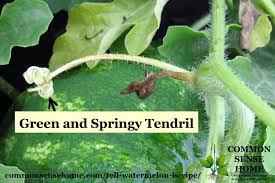 Some ripe melons won't have the dull thud sound and. How To Tell If A Watermelon Is Ripe 4 Tips To Pick A Good Watermelon