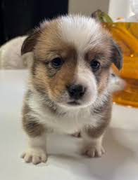 Free/Rehoming Animals East Texas