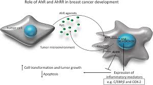 A breast that is swollen, red, and warm a breast that is tender or painful an area of itching in the breast Frontiers Targeting The Aryl Hydrocarbon Receptor Signaling Pathway In Breast Cancer Development Immunology