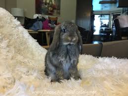Holland lop mexia, texas, united states. Rabbits For Sale