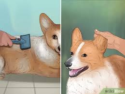 Including the yorkie, chihuahua, morkie, maltese, poodle, labradoodle, cockapoo, maltipoo, pomeranian, shih tzu, blue sable french bulldog, heeler, chow chow dog and more. How To Rescue A Corgi 15 Steps With Pictures Wikihow