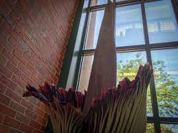 National Center For Natural Products Research Titan Arum Corpse Flower