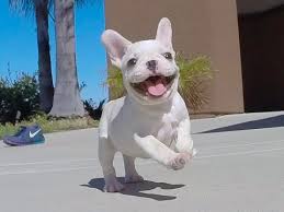 Meet 'isabella', our beautiful white/cream female french bulldog puppy for sale in san diego. Isabella Our Beautiful Female French Bulldog Puppy For Sale In San Diego Youtube