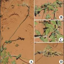 Image result for Phragmanthera capitata