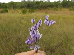 Image result for Burmannia