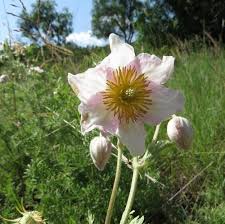 Image result for Clematis villosa