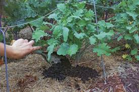 For individual plants showing signs of iron chlorosis, you can treat the soil around the plants' root systems with chelated iron fertilizer or iron sulfate. Put The Life Back Into Your Soil Finegardening
