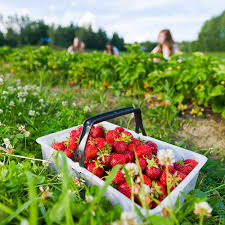Currently, there is no content with this tag. Where To Go Strawberry Picking In North Alabama Plus Recipes Rocket City Mom