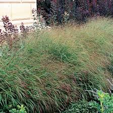 Image result for Panicum repentellum