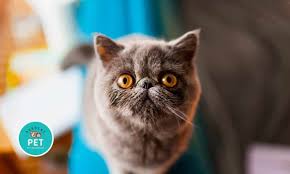 It is because of posts like these, people get. Exotic Shorthair Prudent Pet Insurance