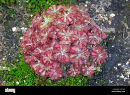 Image result for Drosera natalensis