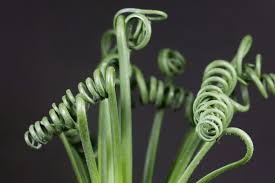 Image result for Albuca setosa