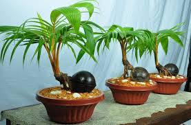 Tanaman bonsai adalah tanaman yang berukuran kecil atau biasa di sebut dengan. Bonsai Kelapa Tanaman Cantik Yang Mudah Dibuat Blog Ruparupa
