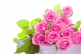 We did not find results for: Fresh Flower Bokeh Images Hd Top Collection Of Different Types Of Flowers In The Images Hd