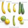 Jun 20, 2014 · zucchini tots. Https Encrypted Tbn0 Gstatic Com Images Q Tbn And9gctzzfhj6asijskzs79x1sqbelntv7i505fvyoeugu8yxgoo8 Hu Usqp Cau