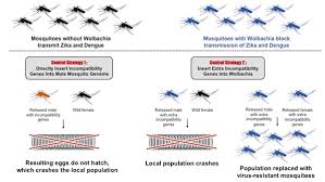 New Tool For Combating Mosquito Borne Disease Insect