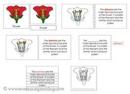 Flower Definition Set Printable Montessori Nomenclature Materials Parts Of A Flower Flower Definitions Montessori Materials