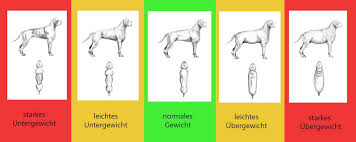 Am besten gelingt es, wenn man „ich gehe oft mit meinen hunden spazieren, denn das ist gesund. Gewichtsprobleme Beim Hund Natuerlich Gesundes Tier Hunde Beschaftigung Fur Hunde Tiere