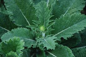 Image result for Stipularia africana