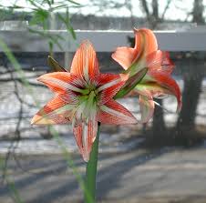 Plant a bulb container for a preview of blooms to come. Amaryllis Bulbs Are A Winter Joy For Gardeners Rome Daily Sentinel
