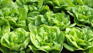 When harvesting other types of lettuce, take the outer, lower leaves first and work your way up the plant. Hydroponic Lettuce 101 Guide To Perfect Greens Whyfarmit Com
