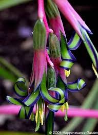 Maybe you would like to learn more about one of these? 280 Friendship Plants Ideas Plants Planting Flowers Friendship