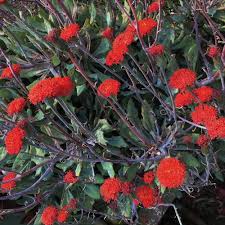 Image result for Kleinia fulgens