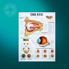 3d Coloured Medical Teaching Wall Chart Educational Anatomy Pregnancy Poster Buy Teaching Wall Chart Anatomical 3d Wall Charts Educational