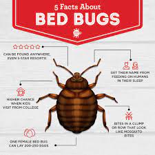 5 facts about bed bugs bed bugs this or that questions bugs