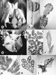 Image result for Stomatostemma monteiroae