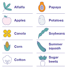When people refer to genetically modified organisms (gmos), they are referring to precision plant breeding using genetic engineering. Agricultural Biotechnology Fda