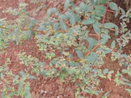 Image result for Euphorbia lissosperma
