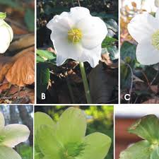 If you want to design a garden, check out these garden design software options. Pdf Developmental Studies In The Christmas Rose Helleborus Niger L