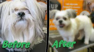 No matter what sort of pup appeals to you, you and your family are sure to find a perfect companion on this list. Making Your Shih Tzu Look Good With A Short Haircut Youtube