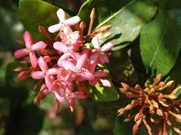 Image result for Ixora praetermissa