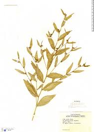 Image result for Sida acuta