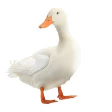 Разорившийся маклер duck duck амер. Duck The Routine With Culver Duck