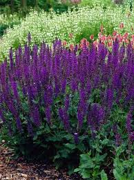 Salvia Nemorosa Viola Klose Steppen Salbei Stauden Salbei Pflanzen Garten Bepflanzen