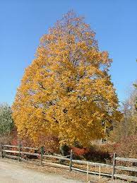 Corinthian Linden Tilia Cordata Corinthian At Oakland Nurseries Inc Backyard Trees Deciduous Trees Landscaping Plants
