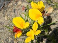 Image result for Argyrolobium tomentosum